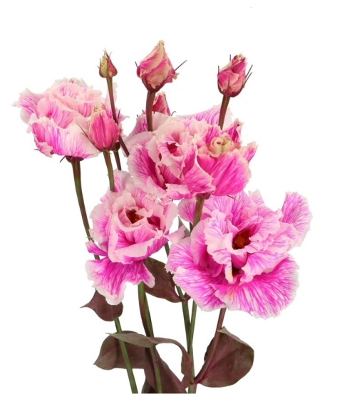 EUS G ROSI G CERISE 72cm - D