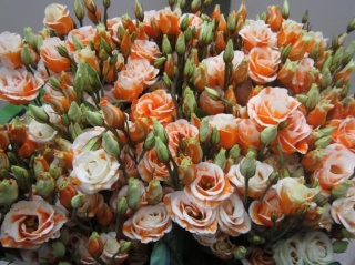EUS G ROSI G ORANJE 72cm - D