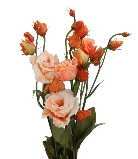 EUS G ROSI G ORANJE 72cm - D