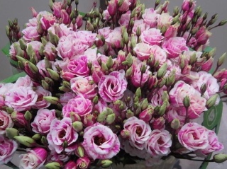 EUS G ROSI G CERISE 72cm - D