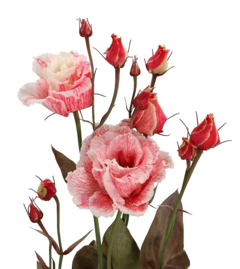 EUS G ROSI G ROOD 72cm - D