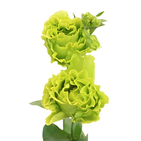 EUS G Rosan Emerald 75cm - PROMO
