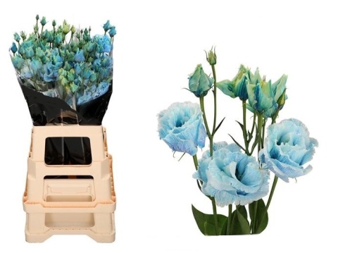 EUS G ROSI G LIGHT BLUE 72cm - D