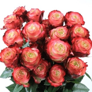 Ecuador - R Apple Jack 60cm