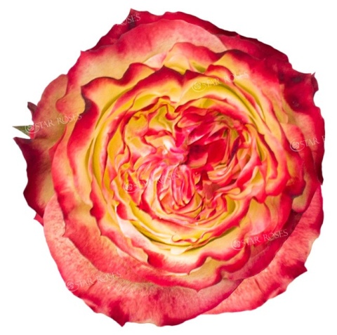 Ecuador - R Apple Jack 60cm