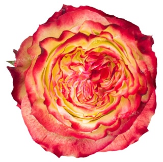 Ecuador - R Apple Jack 80cm