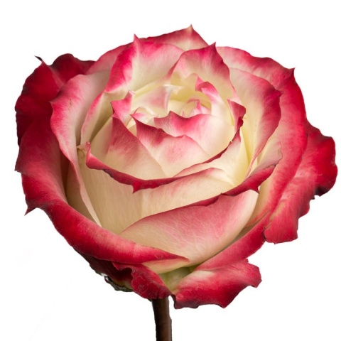 Ecuador - R Apple Jack 80cm