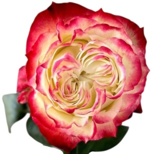 Ecuador - R Apple Jack 80cm