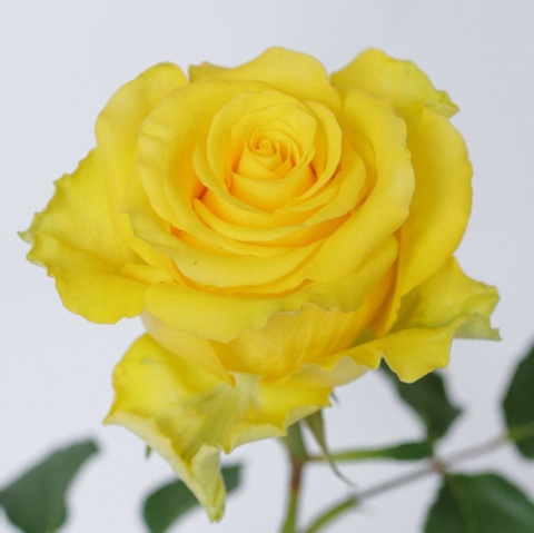 Ecuador - R REGATA 60cm