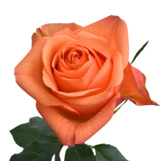 Ecuador - R JOY 60cm