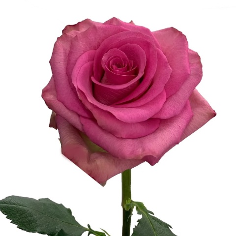 Ecuador - R ENJOY 40cm