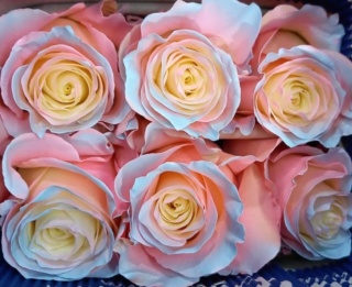 Ecuador - R GR Aurora Boreal Rose TINTED 60cm