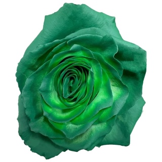Ecuador - R GR Green TINTED 60cm