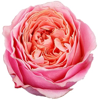 Ecuador - R Garden LOVES ME 60cm