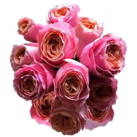Ecuador - R Garden LOVES ME 60cm