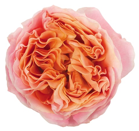 Ecuador - R Garden LOVES ME 60cm