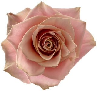 Ecuador - R PINK AMARETTO 40cm