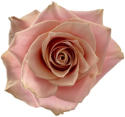 Ecuador - R PINK AMARETTO 70cm
