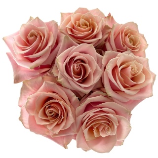 Ecuador - R PINK AMARETTO 40cm