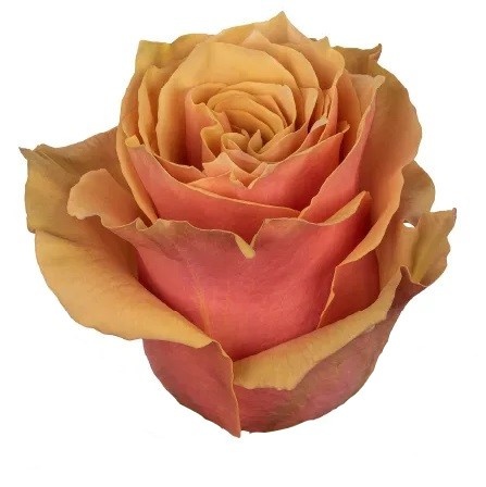 Ecuador - R PINK AMARETTO 40cm