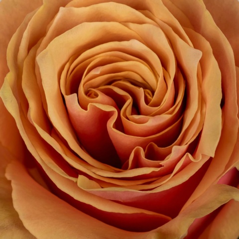 Ecuador - R PINK AMARETTO 40cm