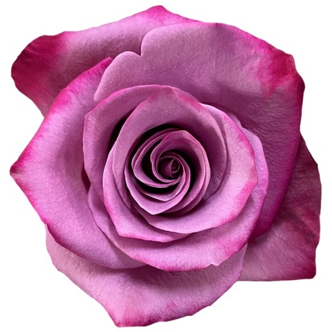 Ecuador - R VIOLET HILL 60cm