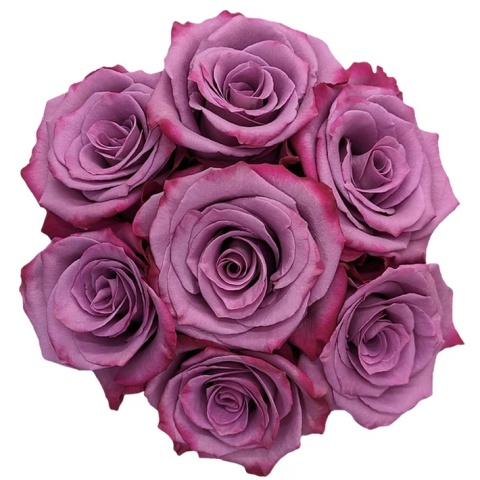 Ecuador - R VIOLET HILL 60cm
