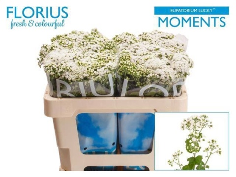 Eupat Ru Lucky Momen 50cm - D
