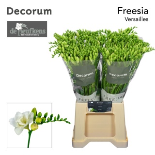 FR DU VERSAILLES Extra 54cm - PROMO