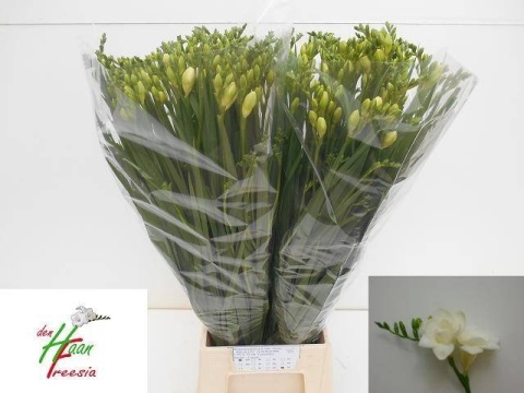 FR DU VERSAILLES 56cm - D