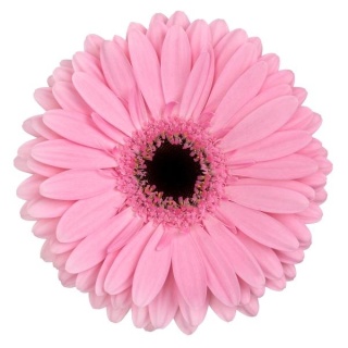 GE GR SHANICE+ 50cm - D