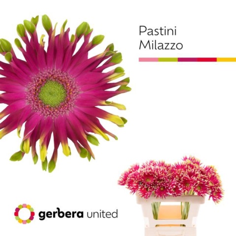 GE KV PASTINI MILAZZ 50cm - D