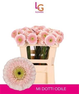 GE MB DOTTI ODILE 50cm - D