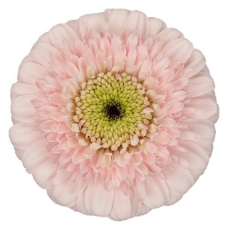 GE MB DOTTI ODILE 50cm - D