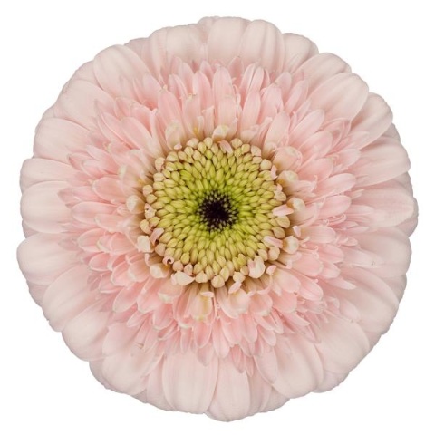 GE MB DOTTI ODILE 50cm - D