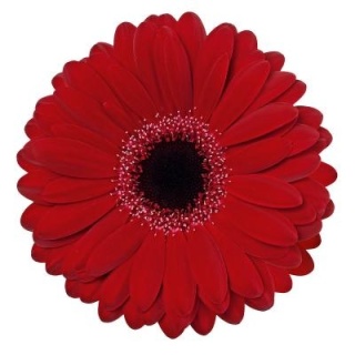GE MI BLACK TIE 50cm - D