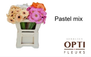 GE MI PASTEL Gem 50cm - PROMO