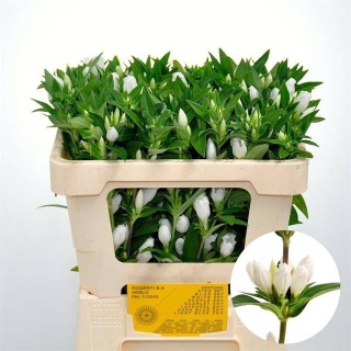 GENTI WHITE SKY 50cm - D