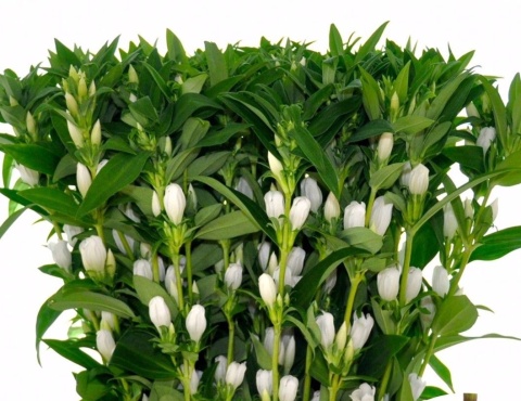 GENTI WHITE SKY 50cm - D