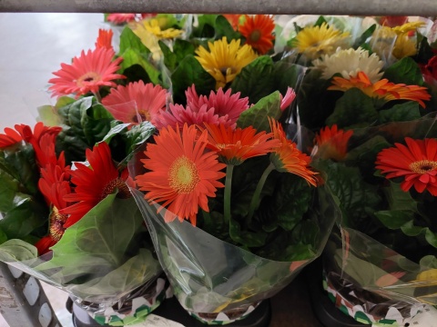 Gerbera Gem wys. 35cm/d12 - D
