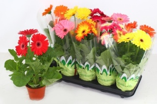 Gerbera Gem wys. 35cm/d12 - D