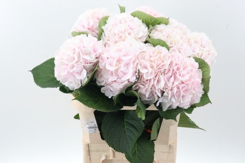 HYDR M CH SW VERENA 60cm/H21 - D
