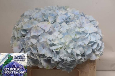 HYDR M CH VERENA BLUE 60cm/H18 - S