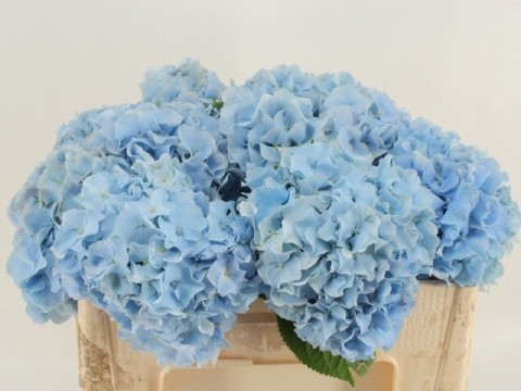 HYDR M CH VERENA BLUE 60cm/H18 - S