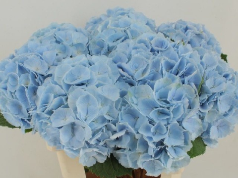 HYDR M CH VERENA BLUE 60cm/H18 - S