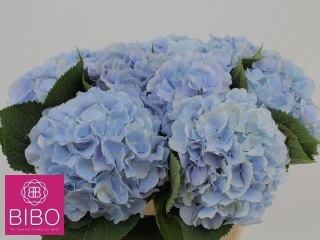 HYDR M CH VERENA BLUE 60cm/H18 - S