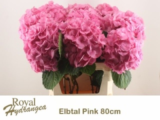 HYDR M ELBTAL RZ XL 80cm/H23 - D
