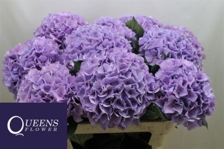 HYDR M ROYAL BENEFIT XL 80cm/H22- D