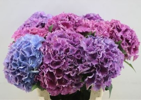 HYDR M ROYAL SALUTE 60cm/H19 - D