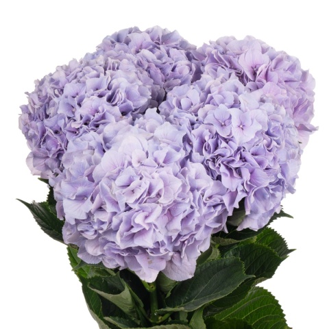 HYDR M ROYAL BENEFIT XL 80cm/H22- D